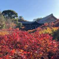 【紅葉巡り】京都ー東福寺