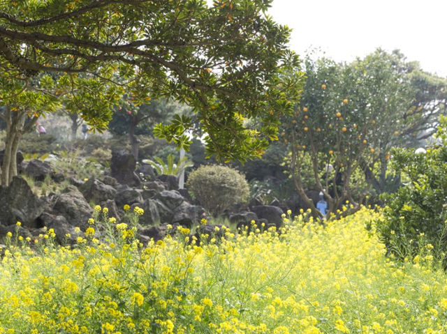 유채꽃 만개 제주 허브동산