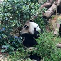 Panda Family @ River Wonders