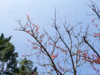 花花世界 玫瑰園