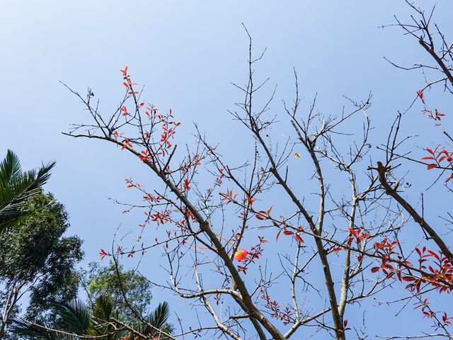 花花世界 玫瑰園