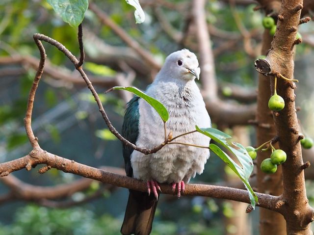 城市內小型森林 ~ 香港公園