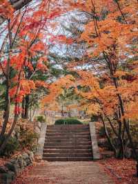 가을 단풍 명소, 경주 불국사🍁