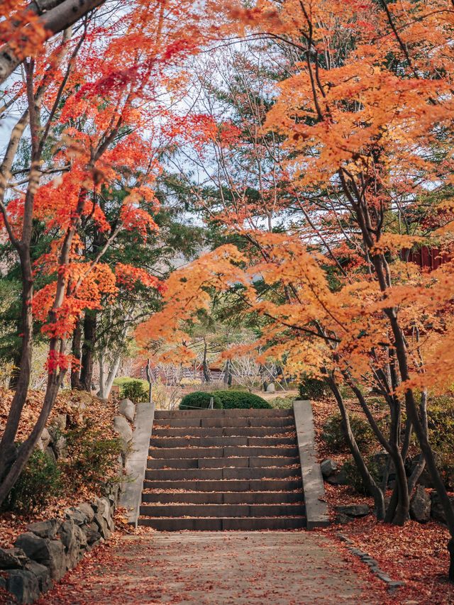 가을 단풍 명소, 경주 불국사🍁 가을 단풍 명소, 경주 불국사🍁