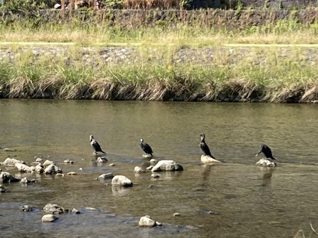 鴨川には鶴が居るんです。鮒鶴、田鶴、鶴清。