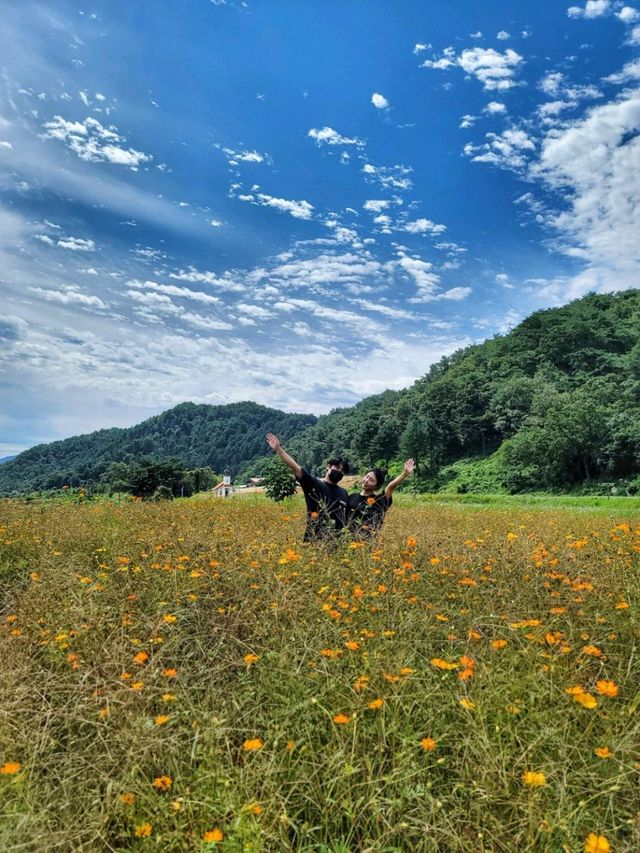 내년가을이 기대되는 홍천 무궁화수목원, 코스모스가 예쁜곳💜