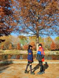 반영이 아름다운 담양 관방제림🤎11월말까지 예쁠거예요🍂