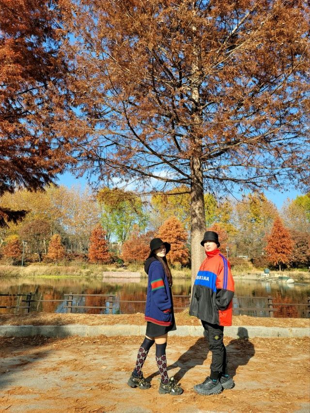 반영이 아름다운 담양 관방제림🤎11월말까지 예쁠거예요🍂
