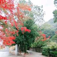 日本最古の神社　世界遺産　宇治上神社
