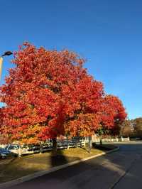 Falls Color - Columbus, Ohio