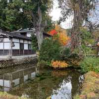 白川八幡神社 及 明善寺🍁🍁