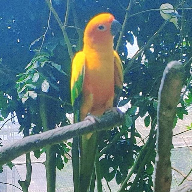 最後機會～新加坡裕廊飛禽公園