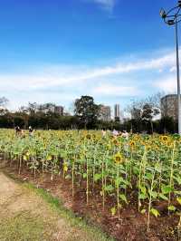 ทุ่งทานตะวันบานกลางกรุง2023 @สวนรถไฟ 🌻🤍🌿