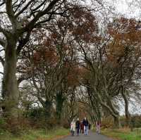 My GOT Fans… The Dark Hedges!