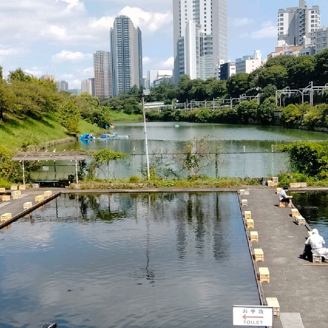 ペルソナ5にもあった釣り堀 市ヶ谷フィッシュセンター Trip Com 東京の旅のブログ