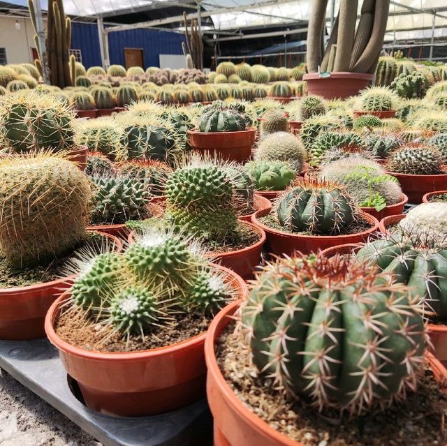 Alot of cactus! 