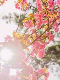 울산 숨겨진 겹벚꽃 명소 