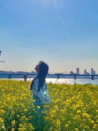 서울 유채꽃 명소, 반포 한강공원 서래섬