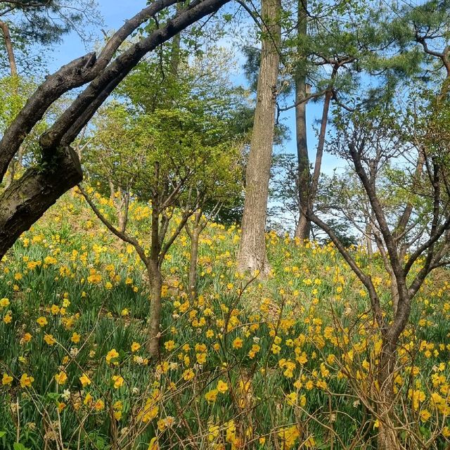 수선화 축제가 한창인 화담숲