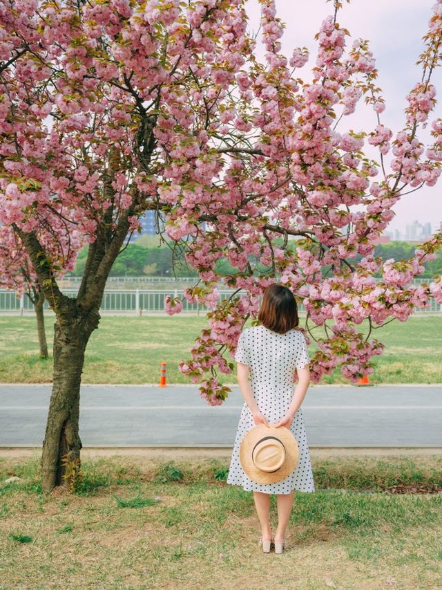 서울근교에서 겹벚꽃 보기 좋은 명소🌸