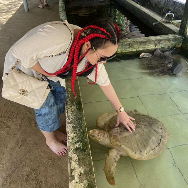 turtle park-bali