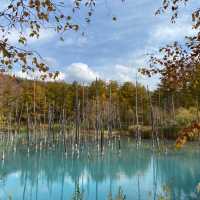 【北海道:美瑛】紅葉と青い池を愛でる