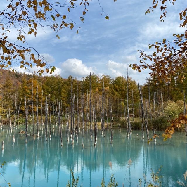 【北海道:美瑛】紅葉と青い池を愛でる