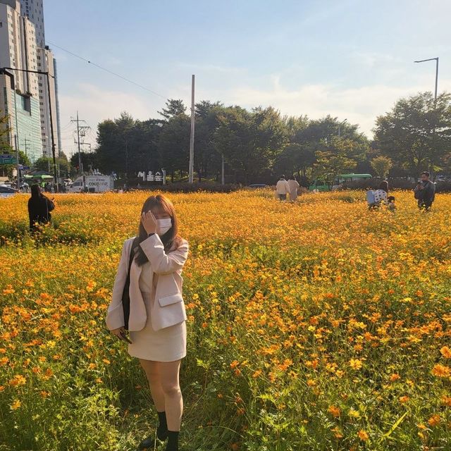 황화코스모스밭이 가득한 서울숲역✨