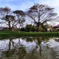 Century-old Raintrees Walk 