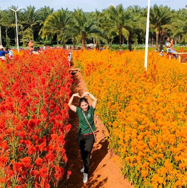 ไร่คุณอารียา  
อยู่บ้านทุ่ง ต.เขาคราม 