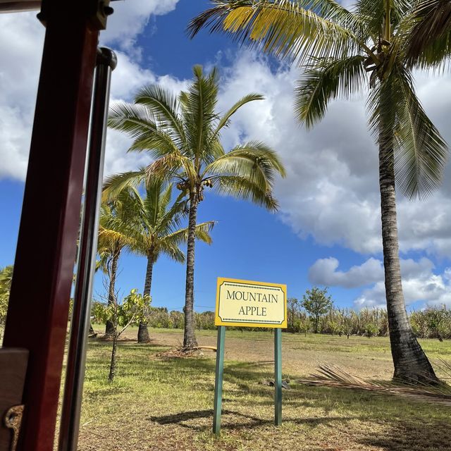 pineapples galore at the dole plantation