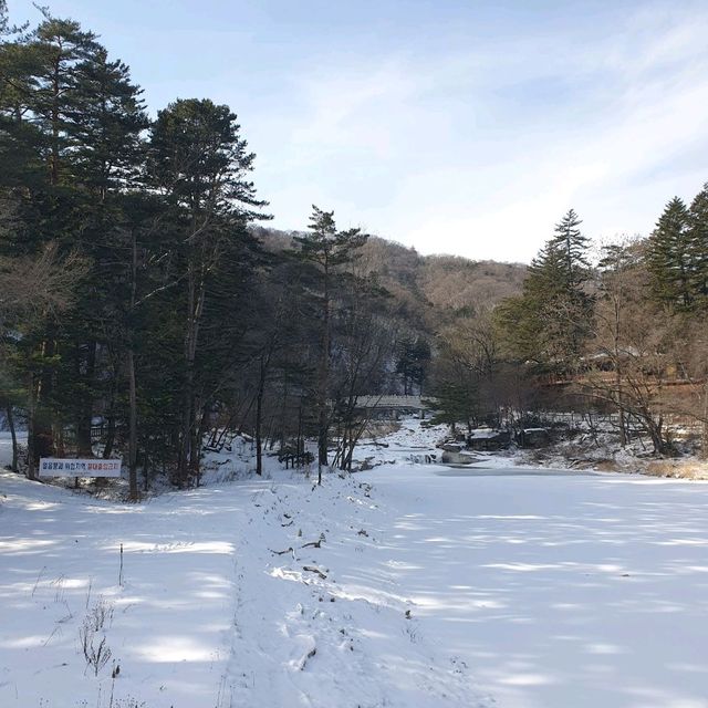 겨울에도 빛나는 평창 월정사, 전나무숲길