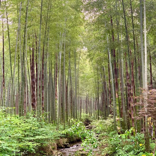 Nanshan Bamboo Sea - Liyang - Changzhou 