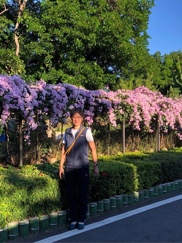 蒜香藤//泰山楓樹河濱公園