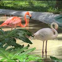 Flamingo spotting at Wuzhizhou Island 🏝 