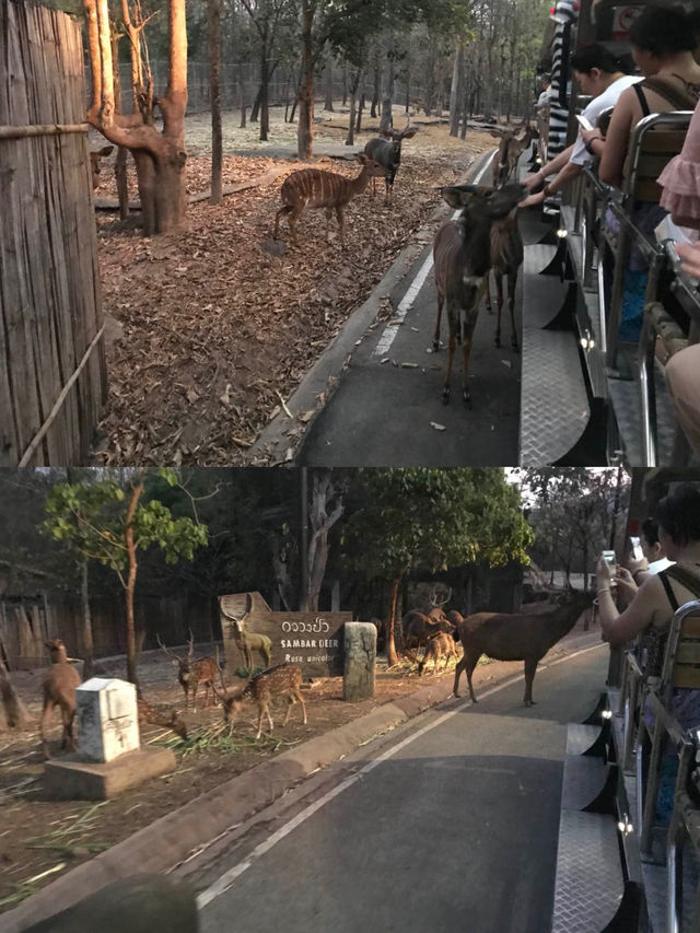 Chiang Mai's best place to take your kids for a walk 📣📣📣 Chiang Mai Night Safari