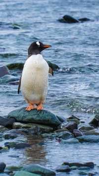 Antarctica | Cross the Drake Passage to the world of penguins