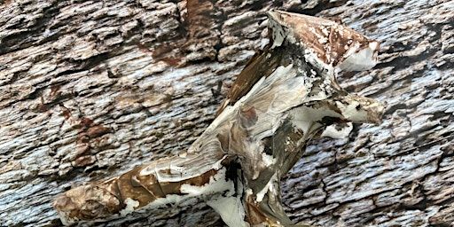 Camo Creatures | St Martins Chapel