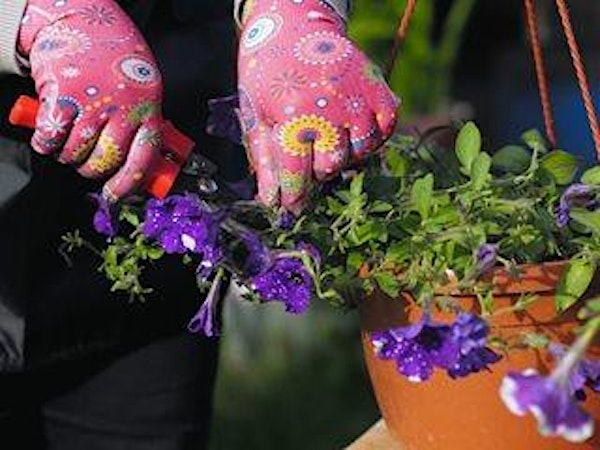 Container Refresh | Blossom Plant and Produce