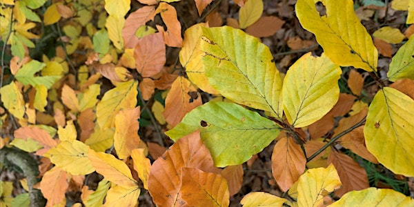 Forest School Leader (August 2025) - Level 3 E4P2806 | Bradfield Woods National Nature Reserve