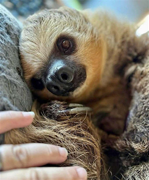 Sippin' with Sloths (paint and sip!) | Cathy's Critters