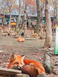 宮城蔵王キツネ村