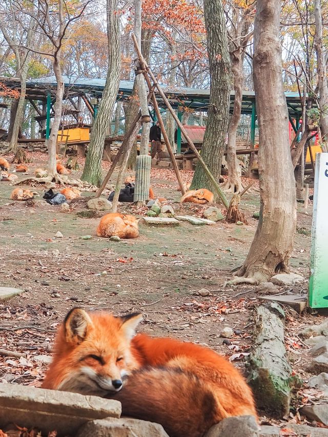 宮城蔵王キツネ村