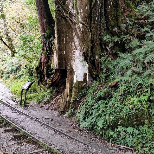 太平山森林遊樂園區