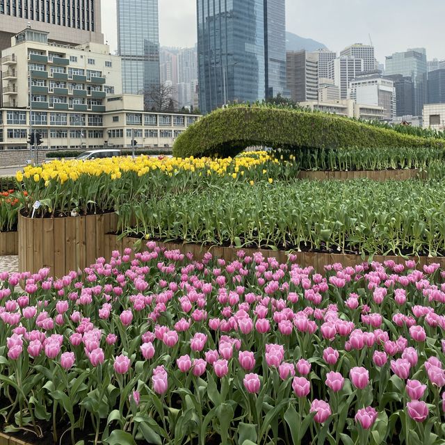 帶你看看中環海濱的鬱金香花展