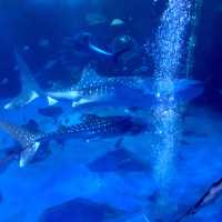 【石川】ジンベイザメにあえる「のとじま水族館」