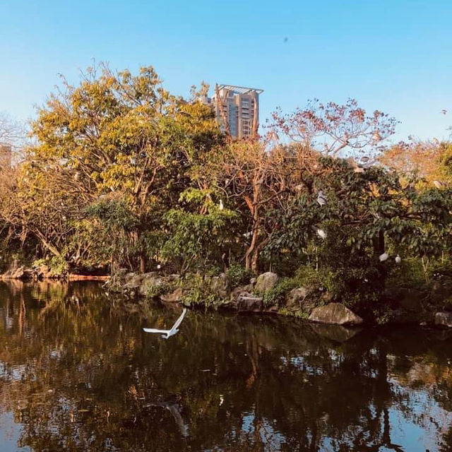 大安森林公園 🌸🌺🌼🌻💐🌷🌹 台北杜鵑花季