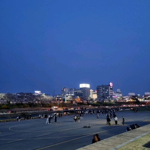 🌸청주 벚꽃 로드 <무심천>