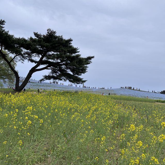 【茨城】ネモフィラの絶景！国営ひたち海浜公園