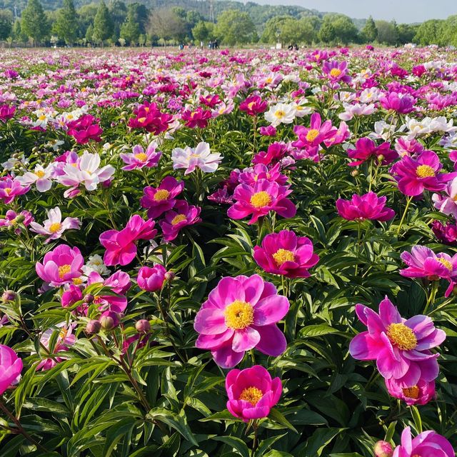 알록달록 끝없이 펼쳐지는 작약꽃밭🌺💗